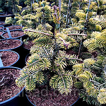 Ялиця нордмана Мідвінтер Голд / h 40-50 / Abies Midwinter Gold, фото 3