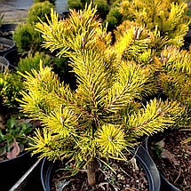 Сосна гірська Вінтер Голд / C5 / Pinus mugo Wintergold, фото 2