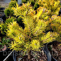 Сосна гірська Вінтер Голд / C5 / Pinus mugo Wintergold, фото 4