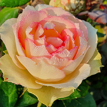 Джаліта ( Jalitah)