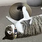 Іграшка-кігтеточка для кішок із м'ячиком кулькою та котячою м'ятою, фото 3