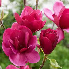 Магнолія Emperor (Імператор) пяти річна з бутонами