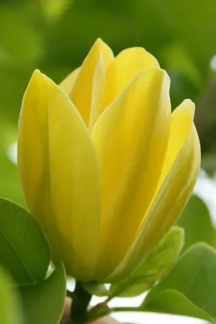 Магнолія бруклінська Yellow Bird 5 - річна з бутонами, фото 3