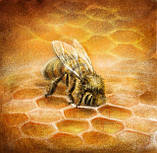 Книга НАІРІ Бджілка на ім'я Сонячний Промінь Якоб Штрайт 2018 84 с (281) KB, код: 8454558, фото 8