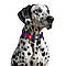 Нашийник для собак нейлоновий WAUDOG Nylon Mono з QR-паспортом, світловідбивний, пластиковий фастекс, L, Ш 25, фото 4