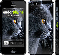 Пластиковый чехол Endorphone на iPhone 5s Красивый кот (3038t-21-26985) BB, код: 1390600