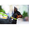 Нашийник для собак водостійкий WAUDOG Waterproof з QR-паспортом, металева пряжка-фастекс, Ш 25 мм, Дл, фото 4