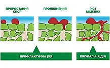 Ридоміл-R 100гр, фото 4