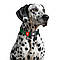 Нашийник для собак нейлоновий WAUDOG Nylon Mono з QR-паспортом, світловідбивний, пластиковий фастекс, S, Ш 15, фото 4