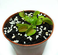 Растение хищник AlienPlants Венерина Мухоловка Дионея S в горшке (SUN0020CP) UD, код: 1267936