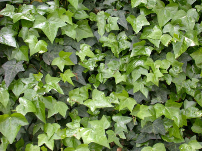 Плющ звичайний (Hedera helix) h-60-80 см у контейнері Р9/С1 л