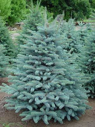 Ялина колюча блакитна Кейбаб (Picea Pungens Glauca Kaibab) h-40-60 см у горщику С3 л
