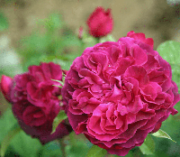 Троянда англійська Манстед Вуд (Munstead Wood)