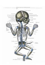 Атлас анатомии человека Синельников 4 тома, фото 3