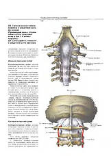 Атлас анатомии человека Синельников 4 тома, фото 2