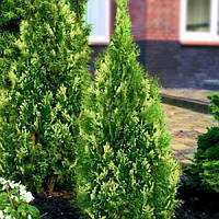 Саженцы Туи западной Смарагд Вариегата (Thuja occidentalis Smaragd Variegata)