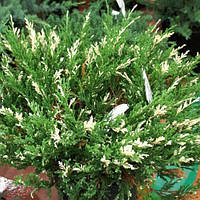 Саженцы Можжевельника казацкого Вариегата 4-летний (Juniperus sabina Variegata)