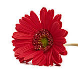 Штучна квітка Гербера, 45 см, полімерний матеріал, червоний (631109), фото 2