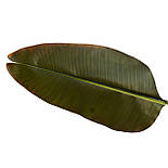 Штучна гілочка Стреліції, 125 см, полімерний матеріал, зелений (631703), фото 2