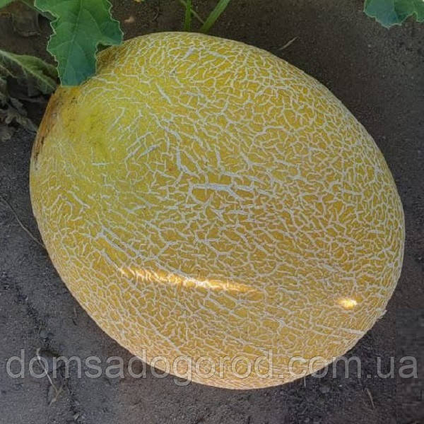 Диня Нора (INX 1234) F1 Іннова Сідс  | Innova Seeds 100 насінин