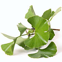 Растение Юрского периода Florinda Гинкго Билоба Ginkgo biloba L 25-35 см (RG575) PP, код: 7914973