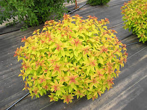 Спірея японська "Голдфлейм" spiraea japonica goldflame ( саджанці 3 роки ), фото 2