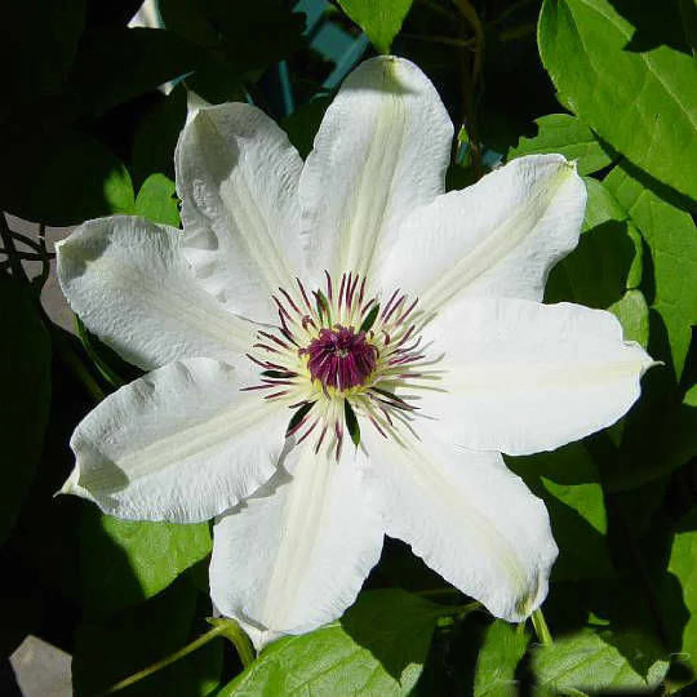 Клематис James Mason, фото 1