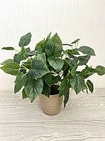 Штучний кущ - філодендрон ( латекс, 40 см), фото 4
