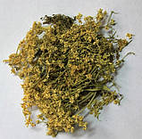 Цвіт бузини 50 г, фото 2