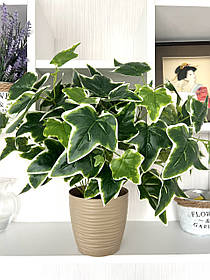 Штучна рослина плющ (біло-зелена, латекс, 40 см)