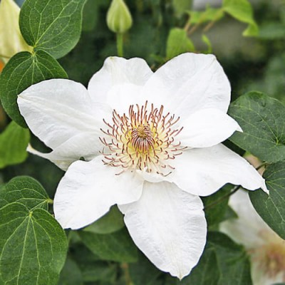 Клематис Destiny, фото 1