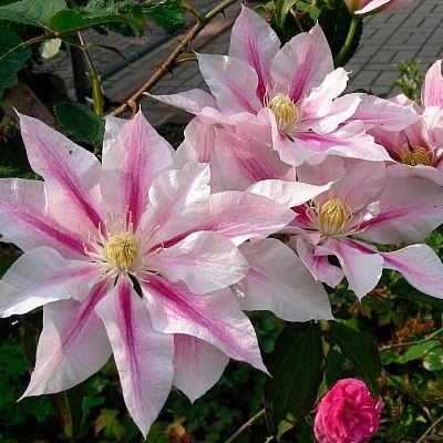 Клематис махровий Andromeda, фото 1