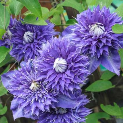 Клематис махровий Multi Blue, фото 1