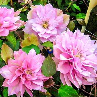 Клематис махровий Violet Elizabeth, фото 1