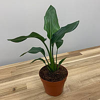 Райська Птаха Стретлиція Королівська Rovinsky Garden Strelitzia Reginae 30-40 см 1 л ET, код: 7937654