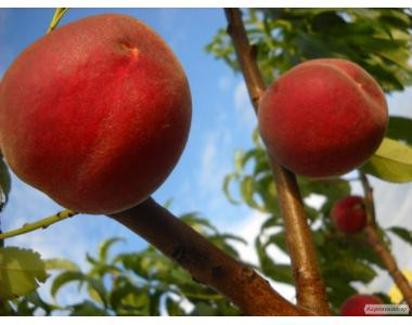 Персик Алібланка (пізній), фото 1