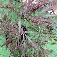 Японский клен Florinda Japanese maple, acer palmatum Garnet, 60-80см, объем горшка 3л GT, код: 6531934