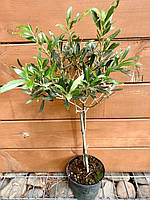 Оливковое дерево Rovinsky Garden Olea europaea 50-60 см 3л (RG224-1) BM, код: 7934677