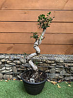 Фікус Бонсай Rovinsky Garden Bonsai Ficus, висота 80см, обєм горщику 5л GT, код: 6531950
