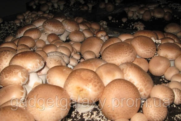 Грибная коробка Королевского Коричневого шампиньона Готовый набор для выращивания грибов Семе GG, код: 1615320 - фото 1 - id-p2159505294