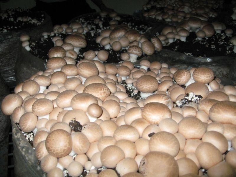 Грибная коробка Королевского Коричневого шампиньона Готовый набор для выращивания грибов Семе GG, код: 1615320 - фото 2 - id-p2159505294