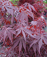 Японский клен Rovinsky Garden Japanese maple, acer palmatum Sumi-nagashi Intense Dark, 60-80с ML, код: 6531935