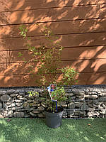 Японський клен Rovinsky Garden Japanese maple, acer palmatum Phoenix, висота 70-90см, обєм г EV, код: 6532002