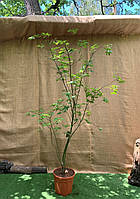 Большой японский клен Rovinsky Garden Japanese maple, acer palmatum Osakazuki, 2 - 2,5м, объе OS, код: 6531930