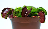 Растение хищник Венерина Мухоловка AlienPlants B52 Dionaea muscipula B52 L (SUN0001CP) AG, код: 1267926