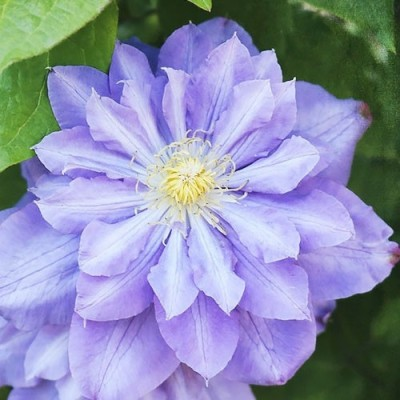 Клематис махровий Blue Diamond, фото 1