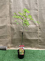 Японский клен на штамбе Rovinsky Garden (Japanese maple) Moonrise Multi Colour 90-110 см (3 л TO, код: 2633406