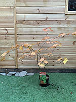 Японський клен Rovinsky Garden Acer Palmatum Aconitifilium, висота 80-100см, обєм горщику 3,5 AG, код: 6532020