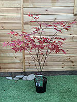 Японський клен Rovinsky Garden (Japanese maple, acer palmatum) Sumi nagashi, висота 1,3 - 1,5 VA, код: 6532003