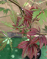 Большой японский клен Rovinsky Garden Japanese maple, acer palmatum J.J., 2м, объем горшка 20 UM, код: 6531945